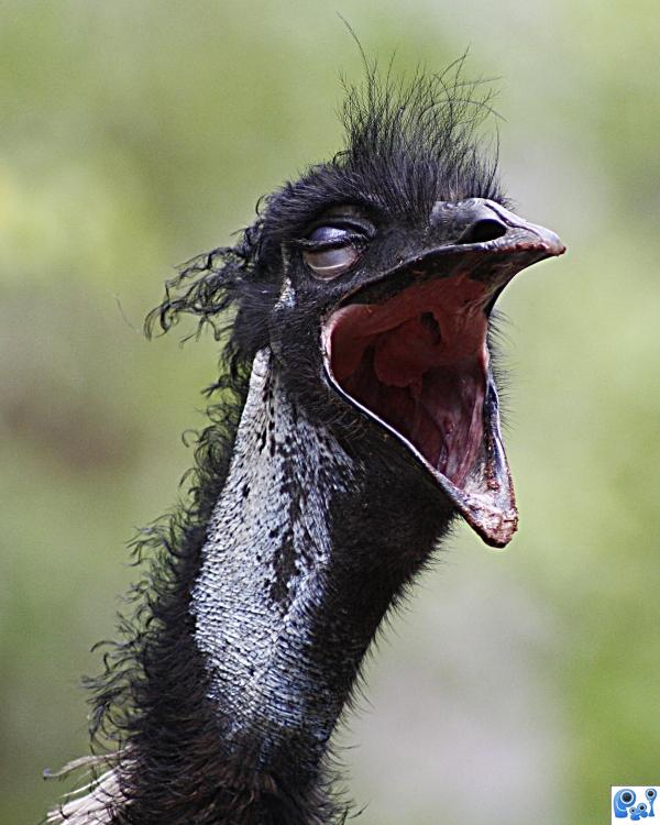 Emu photoshop picture